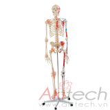 mô hình xương người với cơ và dây chằng màu, mô hình bộ môn giải phẫu, mô hình giảng dạy, mô hình giảng dạy y khoa, CBM-001B, an kim, akitech