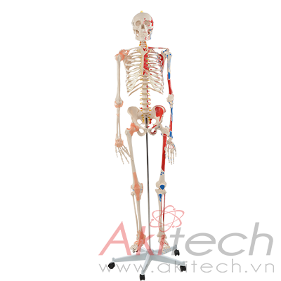 Mô hình xương người với cơ và dây chằng màu