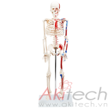 mô hình xương người gắn kết với cơ màu, mô hình bộ môn giải phẫu, mô hình giảng dạy, mô hình giảng dạy y khoa, CBM-001F, an kim, akitech