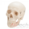 mô hình hộp sọ với não động mạch, mô hình bộ môn giải phẫu, mô hình giảng dạy, mô hình giảng dạy y khoa, CBM-003C, an kim, akitech
