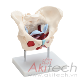 mô hình xương chậu nữ cùng với cơ và các cơ quan, mô hình bộ môn giải phẫu, mô hình giảng dạy, mô hình giảng dạy y khoa, CBM-031C, an kim, akitech