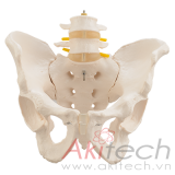 mô hình xương chậu với hai đốt sống thắt lưng, mô hình bộ môn giải phẫu, mô hình giảng dạy, mô hình giảng dạy y khoa, CBM-031F, an kim, akitech