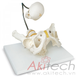 mô hình xương chậu với hộp sọ bào thai, mô hình bộ môn giải phẫu, mô hình giảng dạy, mô hình giảng dạy y khoa, CBM-031G, an kim, akitech