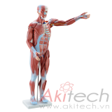 mô hình cơ bắp người 80cm 27 phần, mô hình bộ môn giải phẫu, mô hình giảng dạy, mô hình giảng dạy y khoa, CBM-101A, an kim, akitech