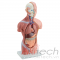 mô hình thân người Nam giới 42cm (13 phần), mô hình bộ môn giải phẫu, mô hình giảng dạy, mô hình giảng dạy y khoa, CBM-203A, an kim, akitech