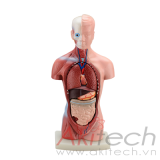 mô hình thân người 26cm (15 phần), mô hình bộ môn giải phẫu, mô hình giảng dạy, mô hình giảng dạy y khoa, CBM-203D, an kim, akitech