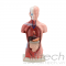 mô hình thân người 26cm (15 phần), mô hình bộ môn giải phẫu, mô hình giảng dạy, mô hình giảng dạy y khoa, CBM-203D, an kim, akitech