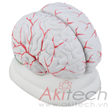 mô hình não người (với động mạch não), mô hình bộ môn giải phẫu, mô hình giảng dạy, mô hình giảng dạy y khoa, CBM-211B, an kim, akitech