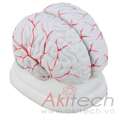 Mô hình não người (với động mạch não)