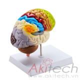 mô hình não (sơn màu), mô hình bộ môn giải phẫu, mô hình giảng dạy, mô hình giảng dạy y khoa, CBM-211C, an kim, akitech