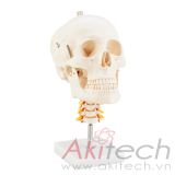 mô hình xương sọ với đốt sống cổ, mô hình bộ môn giải phẫu, mô hình giảng dạy, mô hình giảng dạy y khoa, CBM-222A, an kim, akitech