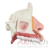 mô hình giải phẫu khoang mũi, mô hình bộ môn giải phẫu, mô hình giảng dạy, mô hình giảng dạy y khoa, CBM-231A, an kim, akitech