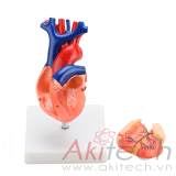 mô hình tim với kích thước thật, mô hình bộ môn giải phẫu, mô hình giảng dạy, mô hình giảng dạy y khoa, CBM-261A, an kim, akitech