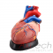 mô hình trái tim (kích thước gấp 3 lần kích thước thật), mô hình bộ môn giải phẫu, mô hình giảng dạy, mô hình giảng dạy y khoa, CBM-261B, an kim, akitech