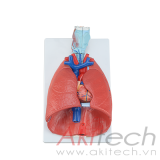 mô hình thanh quản tim và phổi, mô hình bộ môn giải phẫu, mô hình giảng dạy, mô hình giảng dạy y khoa, CBM-271A, an kim, akitech