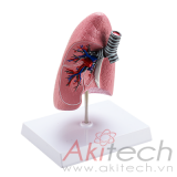 mô hình phổi trái với cuống phổi, mô hình bộ môn giải phẫu, mô hình giảng dạy, mô hình giảng dạy y khoa, CBM-271B, an kim, akitech