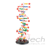 mô hình ADN, mô hình bộ môn giải phẫu, mô hình giảng dạy, mô hình giảng dạy y khoa, CBM-381A, an kim, akitech