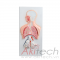 mô hình hệ hô hấp chạm nổi, chân thẳng và chân cong, mô hình bộ môn giải phẫu, mô hình giảng dạy, mô hình giảng dạy y khoa, CBM-401C, an kim, akitech