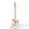 mô hình xương chậu với cột sống , mô hình bộ môn giải phẫu, mô hình giảng dạy, mô hình giảng dạy y khoa, CBM-502A, an kim, akitech