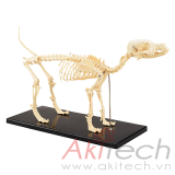mô hình bộ xương chó, mô hình bộ môn giải phẫu, mô hình giảng dạy, mô hình giảng dạy y khoa, CBM-601A, an kim, akitech
