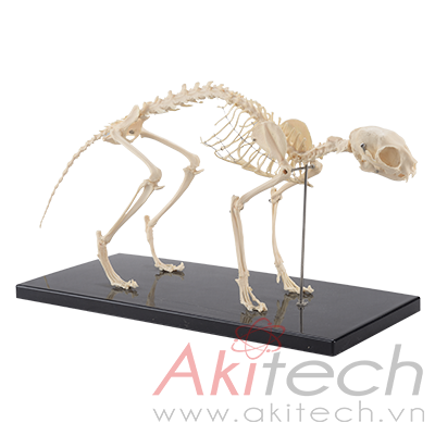Mô hình bộ xương mèo