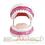 mô hình chăm sóc răng miệng (28 răng), mô hình chăm sóc răng miệng, mô hình điều dưỡng, mô hình giảng dạy, mô hình giảng dạy y khoa, XC403, an kim, akitech
