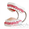 mô hình chăm sóc răng miệng (32 răng), mô hình chăm sóc răng miệng, mô hình điều dưỡng, mô hình giảng dạy, mô hình giảng dạy y khoa, XC403, an kim, akitech
