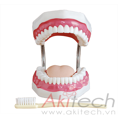 Mô hình chăm sóc răng miệng (32 răng)