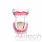 mô hình chăm sóc răng miệng nhỏ (32 răng), mô hình chăm sóc răng miệng, mô hình điều dưỡng, mô hình giảng dạy, mô hình giảng dạy y khoa, XC403, an kim, akitech