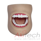 Mô hình chăm sóc răng miệng nhỏ (Với má), mô hình chăm sóc răng miệng, mô hình điều dưỡng, mô hình giảng dạy, mô hình giảng dạy y khoa, XC403, an kim, akitech