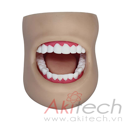 Mô hình chăm sóc răng miệng nhỏ (Với má)