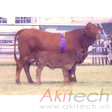 thước dây đo trọng lượng bò thịt, thiết bị gia súc, thiết bị cho bò, thiết bị chăn nuôi thú y, an kim, akitech
