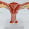 Mô hình giải phẫu tử cung và buồng trứng