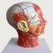 Mô hình giải phẫu động mạch, tĩnh mạch vùng đầu mặt cổ
