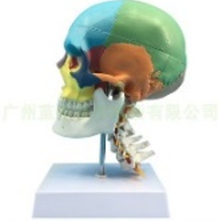 Mô hình giải phẫu xương đầu mặt cổ người 