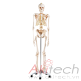 mô hình bộ xương người gắn kết, mô hình bộ môn giải phẫu, mô hình giảng dạy, mô hình giảng dạy y khoa, CBM-001A, an kim, akitech
