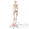mô hình xương người với cơ và dây chằng màu, mô hình bộ môn giải phẫu, mô hình giảng dạy, mô hình giảng dạy y khoa, CBM-001B, an kim, akitech