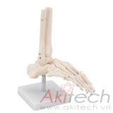 mô hình khớp chân kích thước thật, mô hình bộ môn giải phẫu, mô hình giảng dạy, mô hình giảng dạy y khoa, CBM-021B, an kim, akitech