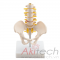 mô hình xương chậu mini với đốt thắt lưng, mô hình bộ môn giải phẫu, mô hình giảng dạy, mô hình giảng dạy y khoa, CBM-031E, an kim, akitech