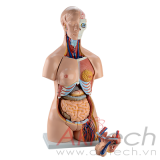 mô hình thân người (Nam/Nữ) 85cm (40 phần), mô hình bộ môn giải phẫu, mô hình giảng dạy, mô hình giảng dạy y khoa, CBM-201B, an kim, akitech