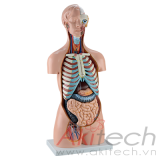 mô hình thân người không có cơ quan sinh dục 85cm (20 parts), mô hình bộ môn giải phẫu, mô hình giảng dạy, mô hình giảng dạy y khoa, CBM-201C, an kim, akitech