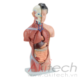 mô hình thân người Nữ giới 42cm (15 phần), mô hình bộ môn giải phẫu, mô hình giảng dạy, mô hình giảng dạy y khoa, CBM-203B, an kim, akitech