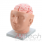 mô hình não với động mạch trên đầu, mô hình bộ môn giải phẫu, mô hình giảng dạy, mô hình giảng dạy y khoa, mô hình não với động mạch trên đầu, mô hình bộ môn giải phẫu, mô hình giảng dạy, mô hình giảng dạy y khoa, CBM-211E, an kim, akitech