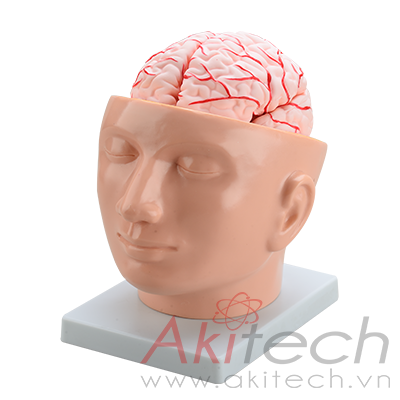 Mô hình não với động mạch trên đầu