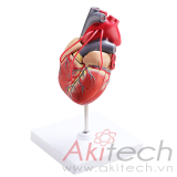 mô hình cấu tạo bên trong của trái tim, mô hình bộ môn giải phẫu, mô hình giảng dạy, mô hình giảng dạy y khoa, CBM-261C, an kim, akitech
