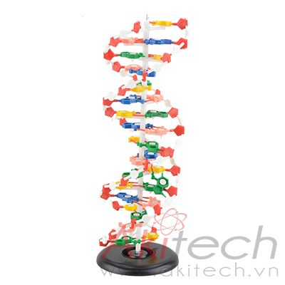 Mô hình ADN