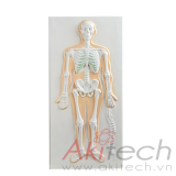 mô hình hệ thống xương chạm nổi, mô hình bộ môn giải phẫu, mô hình giảng dạy, mô hình giảng dạy y khoa, CBM-401D, an kim, akitech