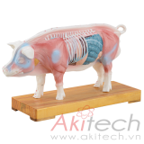 mô hình châm cứu lợn, mô hình bộ môn giải phẫu, mô hình giảng dạy, mô hình giảng dạy y khoa, CBM-901C, an kim, akitech