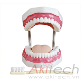 mô hình chăm sóc răng miệng (32 răng), mô hình chăm sóc răng miệng, mô hình điều dưỡng, mô hình giảng dạy, mô hình giảng dạy y khoa, XC403, an kim, akitech